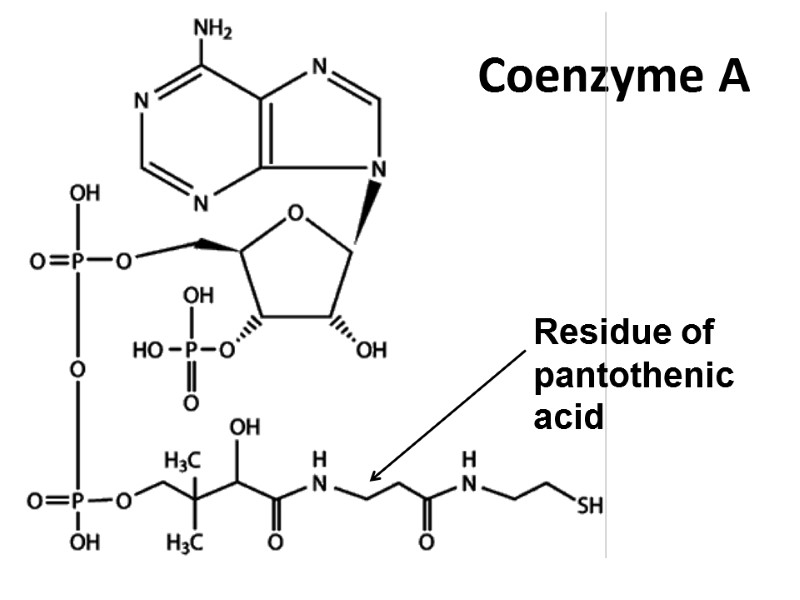Coenzyme A Residue of pantothenic acid